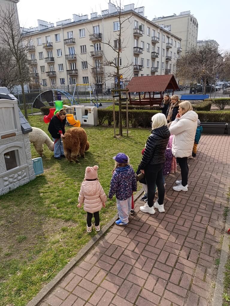 dzieci obserwują alpaki