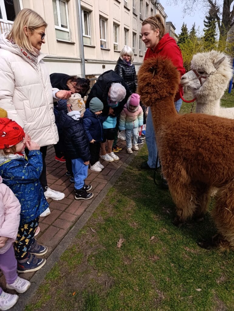 dzieci obserwują alpaki