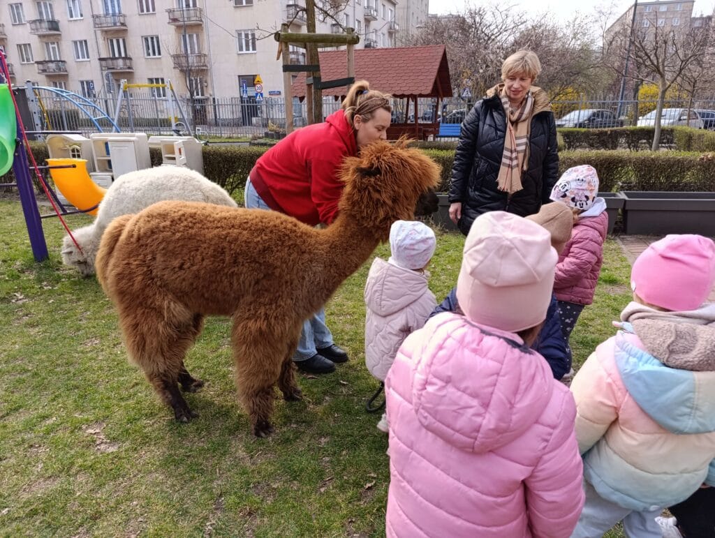 dzieci obserwują alpaki