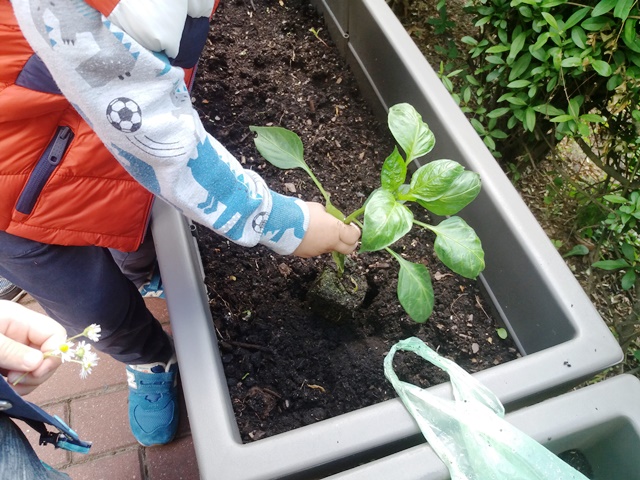  Chłopiec wkłada do ziemi sadzonkę papryki