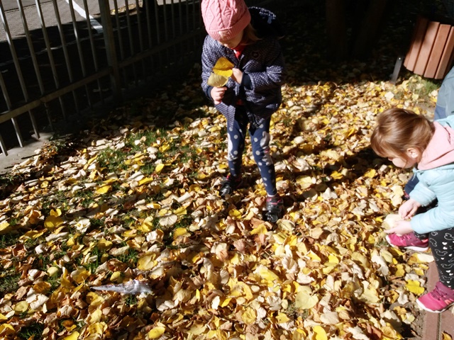 Dziewczynki zbierają liście lipy